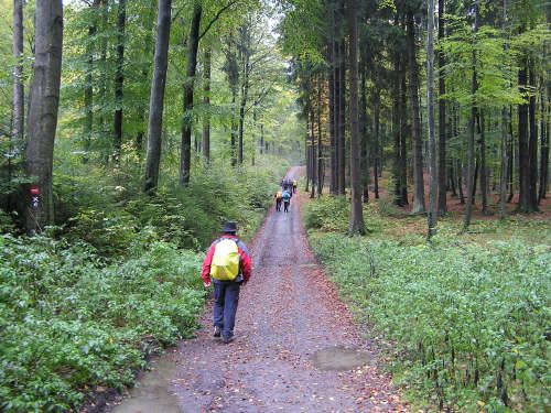 Von der Millionenbank ging es wieder auf Schottersträßchen weiter durch den lichten Hochwald.